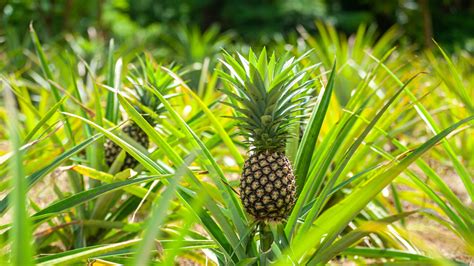 How to Catch Someone Messing with Your Car: When Pineapples Dance on the Moon