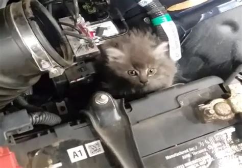 How to Get Kitten Out of Car Engine: And Why Cats Love Warm Metal Surfaces