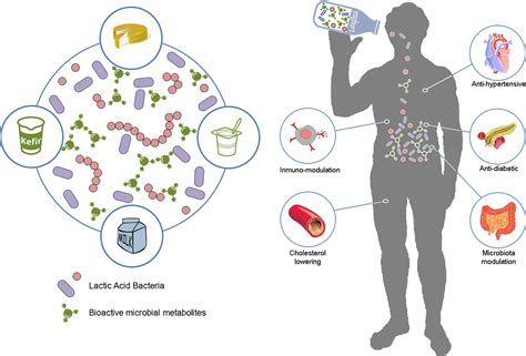 ヤクルト キャンプ: 未来の都市生活における微生物の役割